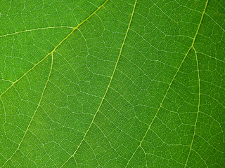 close up green leaf of Bastard teak ( Butea monosperma )
