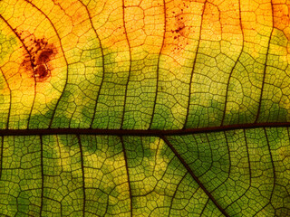 Obraz premium close up autumn teak leaf texture