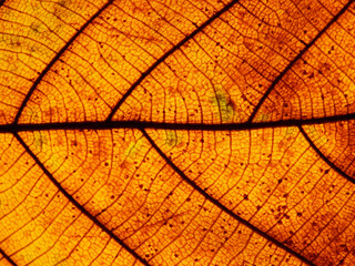 close up yellow autumn leaf texture ( teak leaf )