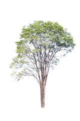 Tree isolated on white background, with clipping path. isolated trees used for design,