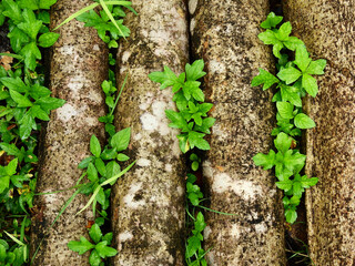 trunk on the ground with green plant