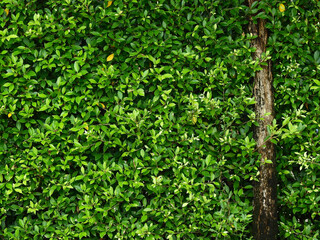 green bush wall in the garden