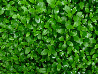 Fototapeta na wymiar wet green leaf of plant after rain the garden