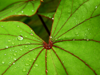 water drops on green leaf of Golden leaved liana ( Bauhnia aureifolia K. & S. S. Larsen ) after rain