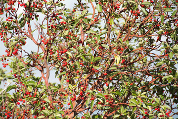 Sandalwood tree close up.