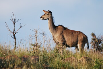 Kudu female on the lookout, South Africa, Limpopo, Waterberg 
