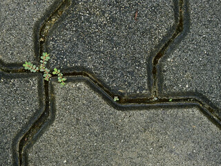 small green plant grow on the groove of the stone block walkway texture