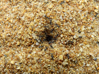 close up black ant nest in the sand on the floor texture