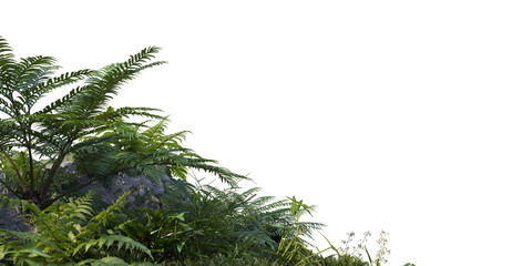 Tropical plant garden on a transparent background