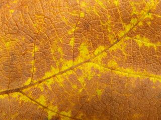 close up dry leaf texture ( Hibiscus macrophyllus Roxb. ex Hornem )