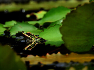 Green paddy frog ( Hylarana erythraea ) on lotus leaf in the pond