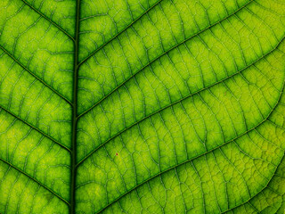 close up green leaf texture of Golden gardenia tree ( Gardenia sootepensis Hutch )