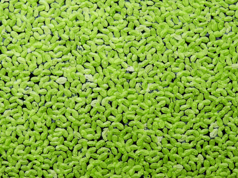 green duckweed ( Lemna minor L. ) floating on water in the pond