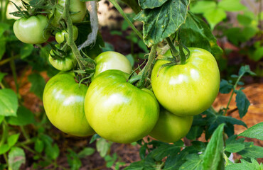 Unripe green tomatoes on a branch in a vegetable garden
