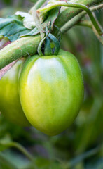 Unripe green tomatoes on a branch in a vegetable garden