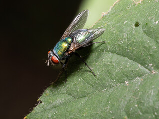 Fliege
