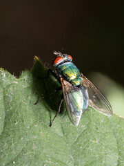 Fliege
