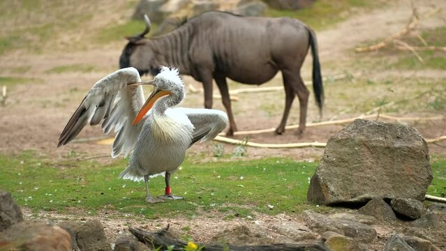 A pelican brushes its feathers with its beak. In the background, a blue gnu pees. Wildlife and animals.