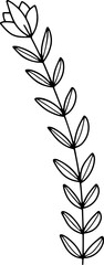 collection forest fern eucalyptus art foliage natural
leaves herbs inline style. Decorative beauty, elegant illustration 