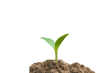 Green sprout growing, young plant from soil isolated on white background with clipping path