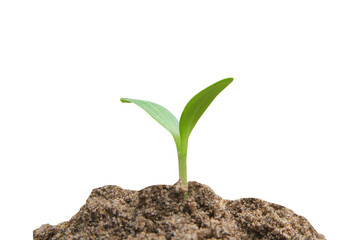 Green sprout growing, young plant from soil isolated on white background with clipping path