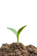 Green sprout growing, young plant from soil isolated on white background with clipping path