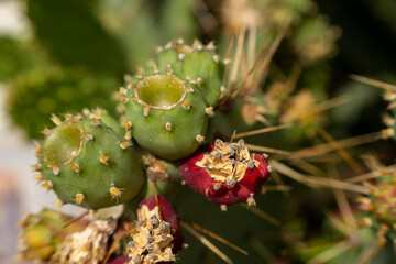 Botanic garden in Eze, an old town near Nice of France