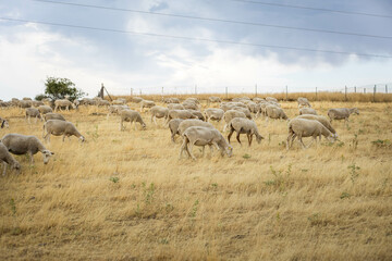 Brebis qui broute de l'herbe sous la canicule en Espagne à Cervera de Buitrago