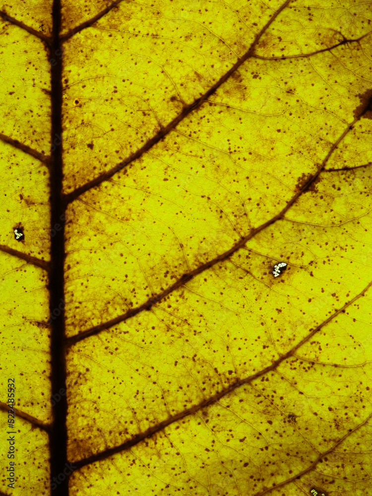 Wall mural close up autumn yellow leaf texture, sea almond leaf ( terminalia catappa l. )