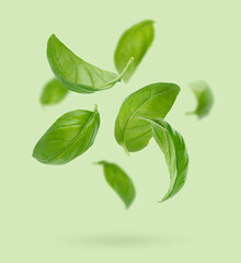 Fototapeta na wymiar Flying basil leaves on green background.