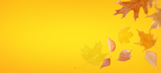 Obraz na płótnie Canvas Autumnal background with flying orange leaves. Copy space