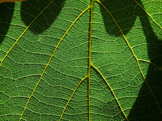 close up green leaf of Bastard teak ( Butea monosperma )
