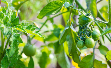 Unripe green tomatoes on a branch in a vegetable garden