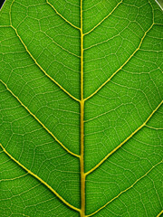 Naklejka na ściany i meble green leaf texture, natural background