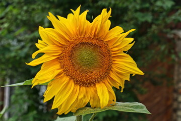 Fototapeta premium one big yellow red blooming sunflower flower with green leaves in summer nature