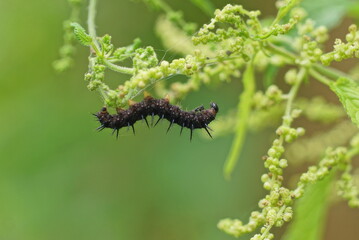 one black caterpillar sits on a green stem of a wild plant in nature