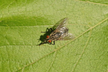 one gray fly sits on a green leaf of a plant in a summer park