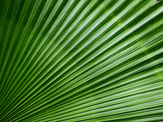 green palm leaf of sumawong's palm tree ( Licuala peltata Roxb. var. sumawongii )