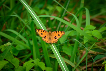 Peacock Pansy butterfly, Beautiful Peacock Pansy Butterfly on leaves, Beautiful Butterfly