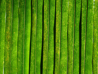 green palm coconut leaf texture