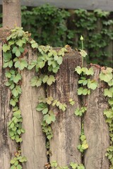 ivy growing on a wall