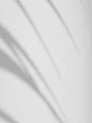 shadow of palm leaf on white wall background