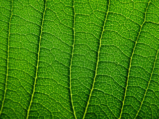 close up green leaf texture ( plumeria tree )
