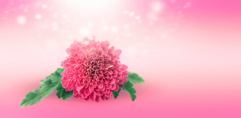 Pink chrysanthemum on gradient abstract background