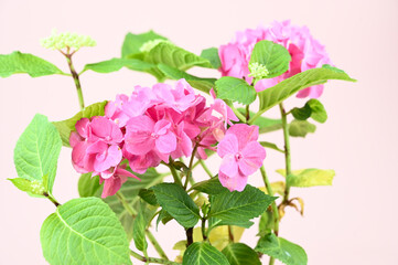 Close up of pink Hydrangea flower plant. Vibrant pink flowers of hydrangea over pastel background