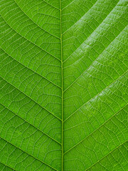 green leaf texture for natural background