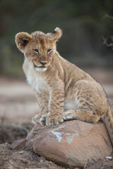 Obraz na płótnie Canvas young lion cub