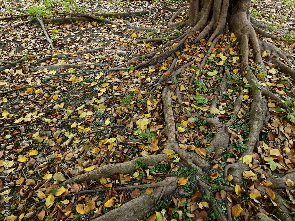 Wall mural root of banyan tree on the ground with autumn leaf