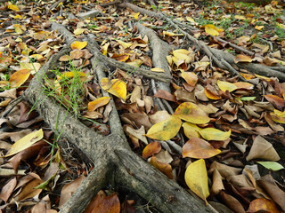 close up root of banyan tree on the ground with autumn leaf