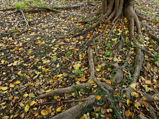 root of banyan tree on the ground with autumn leaf